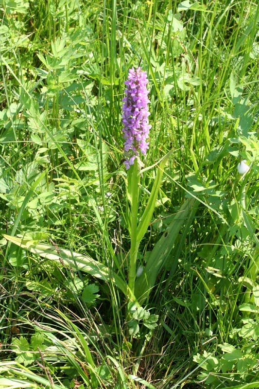 Orchidaceae Orchis